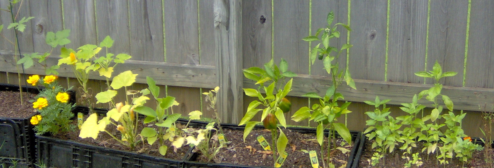 square foot garden