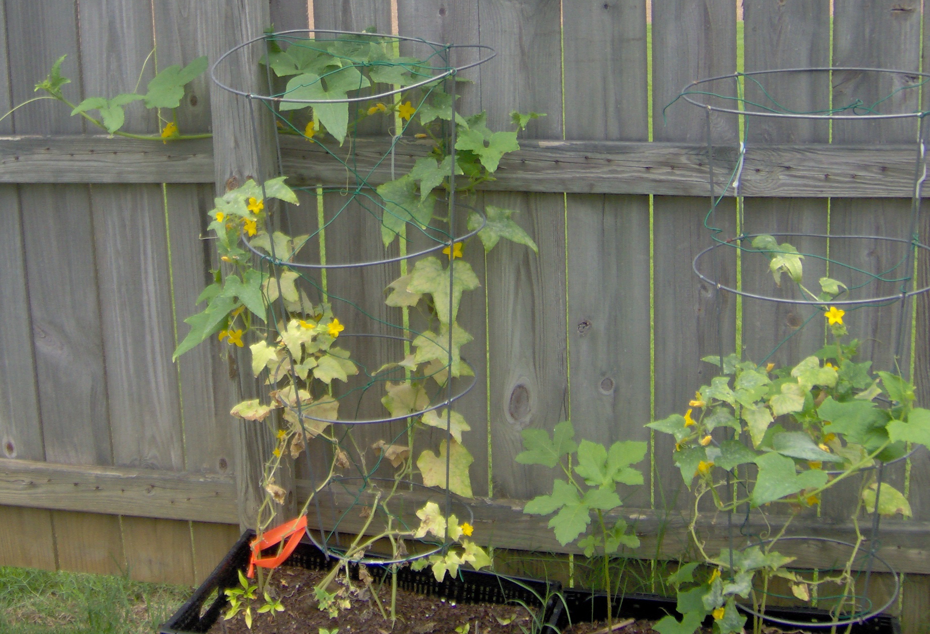 square foot garden